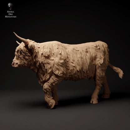 Highland Cow Walk