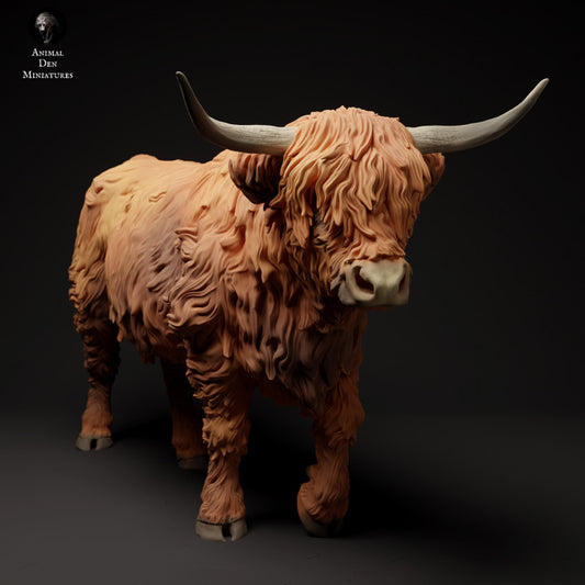 Highland Cow Walk