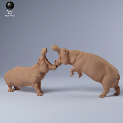 Hippos Fighting