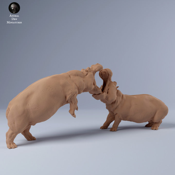 Hippos Fighting