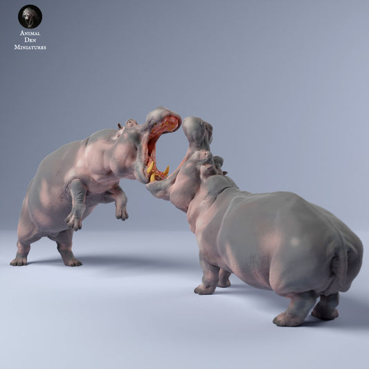 Hippos Fighting