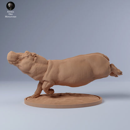 Hippo Swim