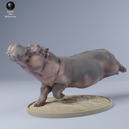 Hippo Swim