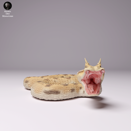 Saharan Horned Viper Attack