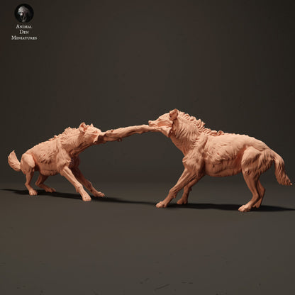 Spotted Hyenas Fighting Over Food