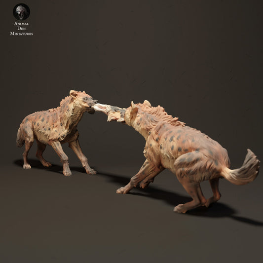 Spotted Hyenas Fighting Over Food