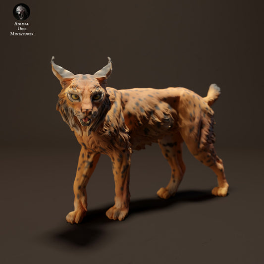 Iberian Lynx