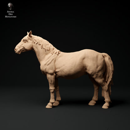 Konik Horse
