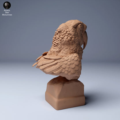 Scarlet Macaw (Ara macao) Bust