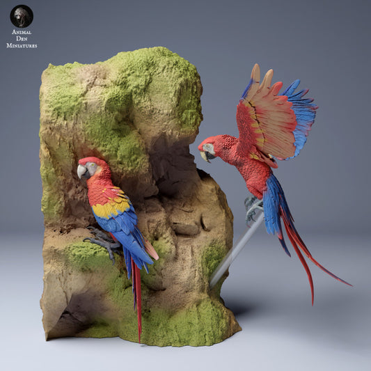 Scarlet Macaws (Ara macao)