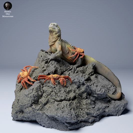 Marine Iguana with Sally Lightfoot Crabs
