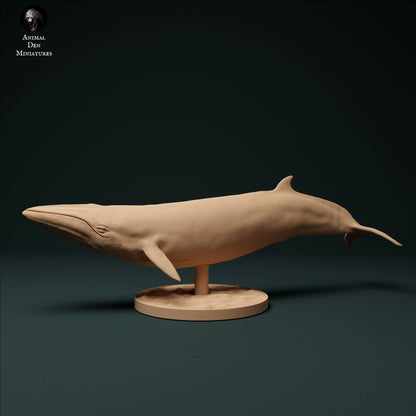 Minke Whale