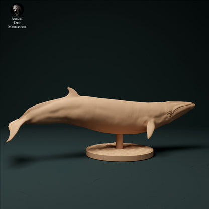 Minke Whale