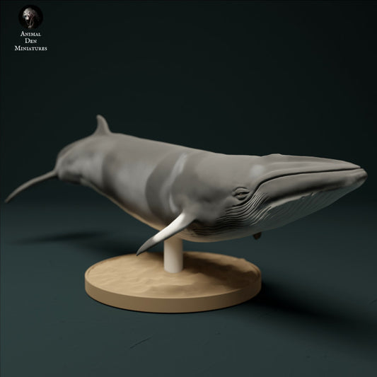 Minke Whale