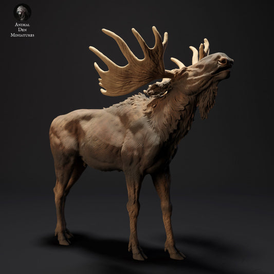 Moose Calling