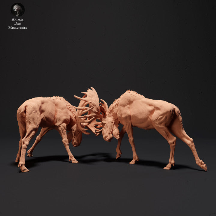 Moose Bulls Fighting