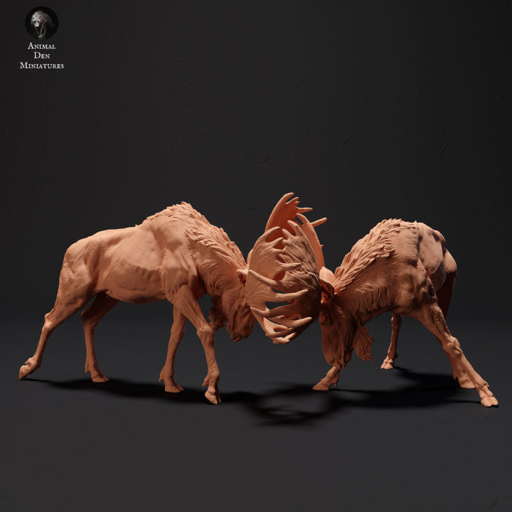 Moose Bulls Fighting