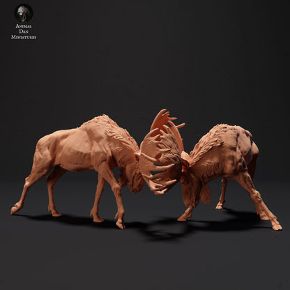 Moose Bulls Fighting
