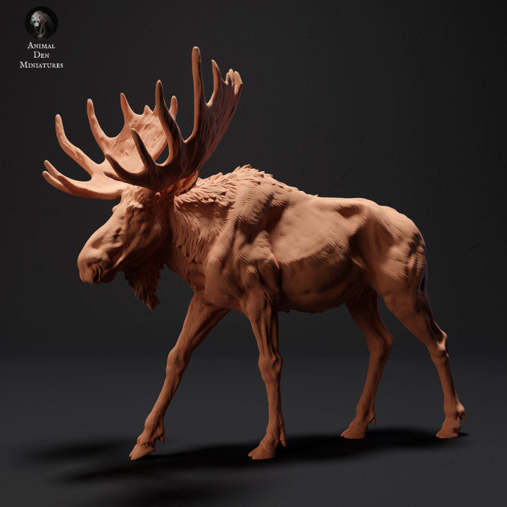Moose