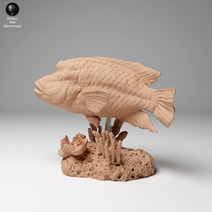 Napoleon or Humphead Wrasse 2