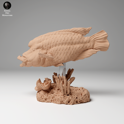 Napoleon or Humphead Wrasse