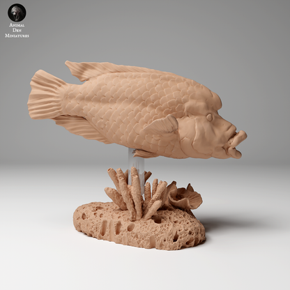 Napoleon or Humphead Wrasse