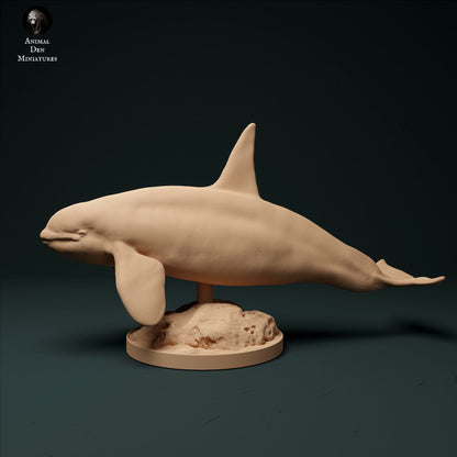 North Atlantic Type 2 Killer Whale