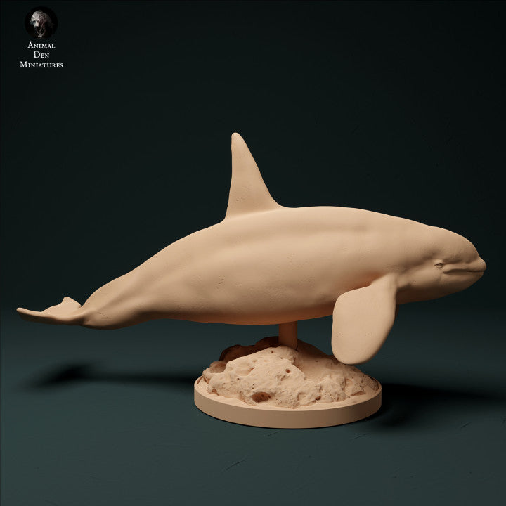 North Atlantic Type 2 Killer Whale