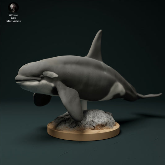 North Atlantic Type 2 Killer Whale