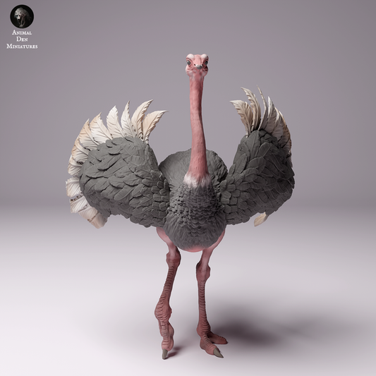 North African Ostrich Male
