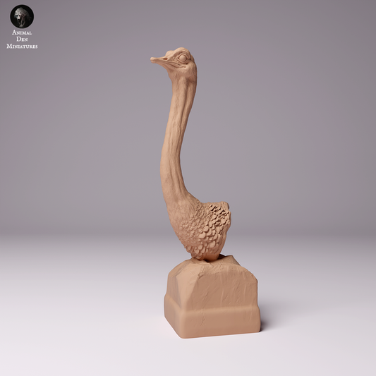 North African Ostrich Bust