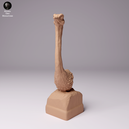 North African Ostrich Bust