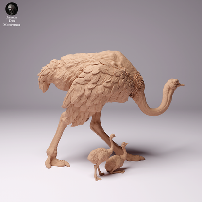 North African Ostrich Female with Chicks