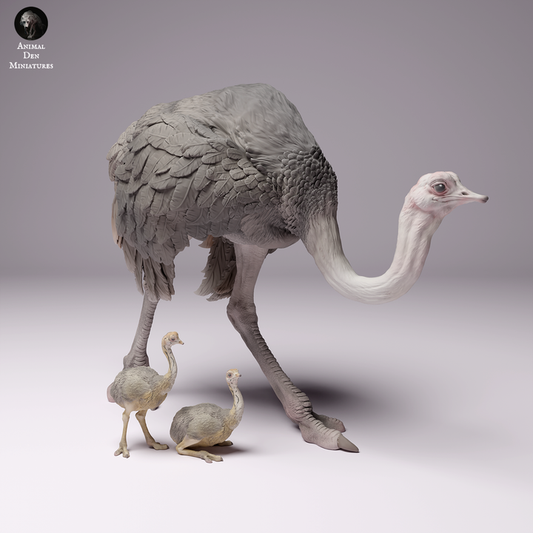 North African Ostrich Female with Chicks