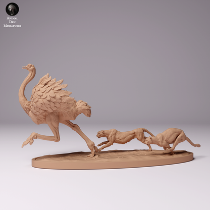 Cheetahs Hunting North African Ostrich