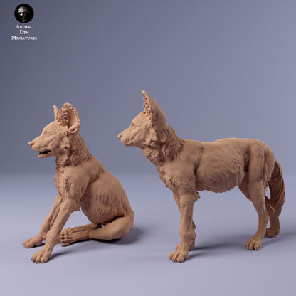 African Wild Dog Pups