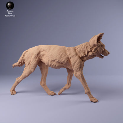African Wild Dog