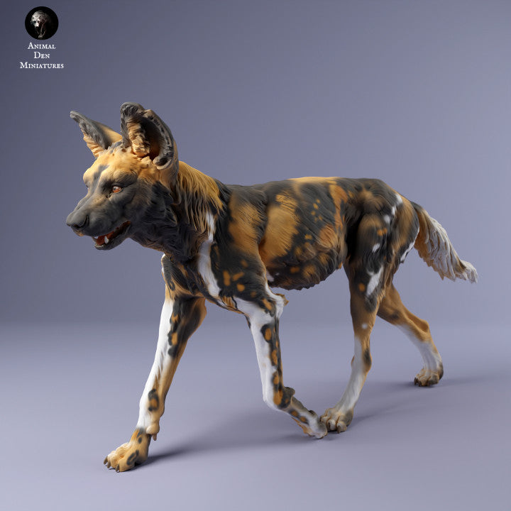 African Wild Dog