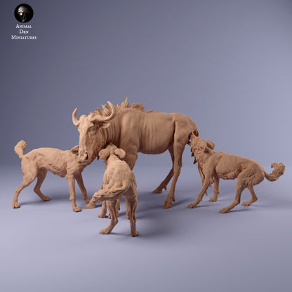 African Wild Dogs vs Wildebeest