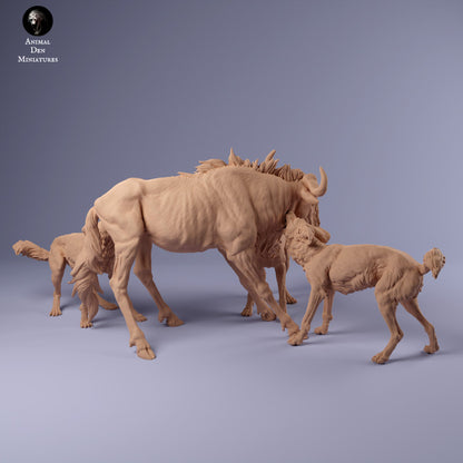 African Wild Dogs vs Wildebeest