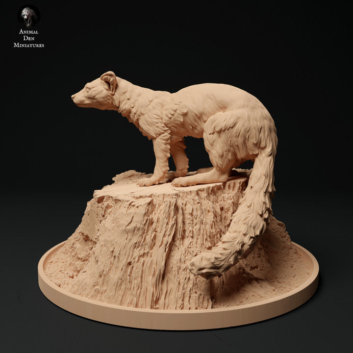 Pine Marten on a Stump