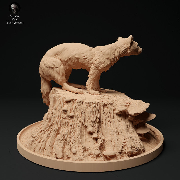 Pine Marten on a Stump