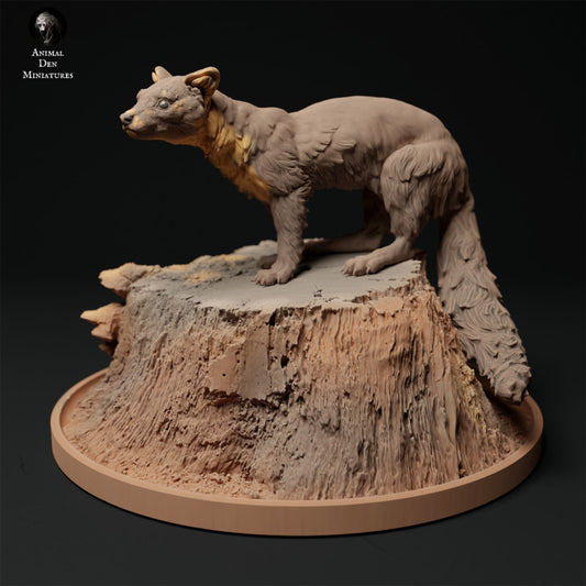 Pine Marten on a Stump