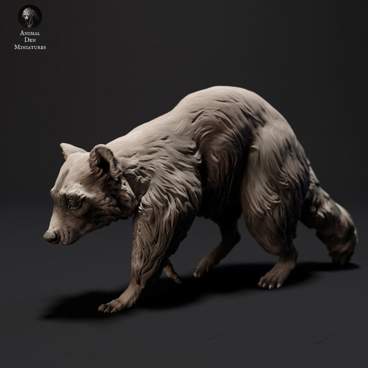 Common Raccoon
