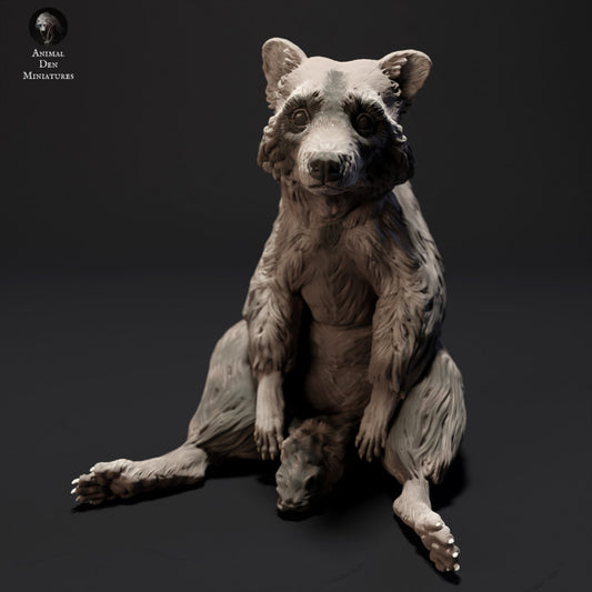 Common Raccoon Sitting