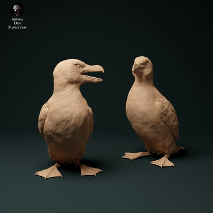 Razorbills