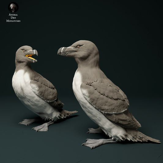 Razorbills