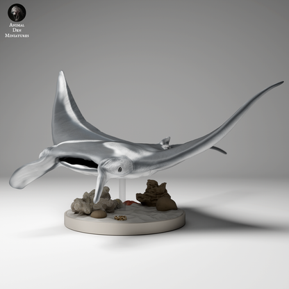 Reef Manta Ray