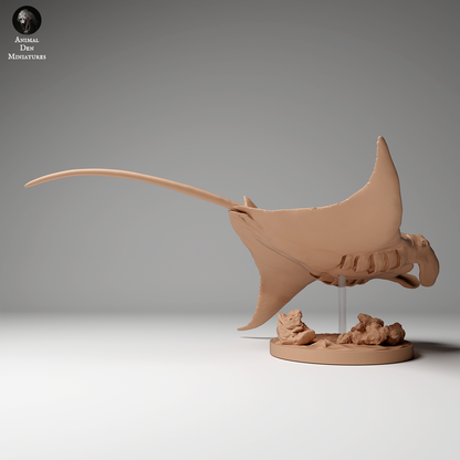 Reef Manta Ray 2