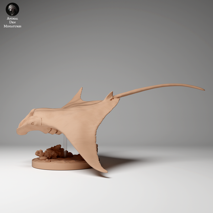 Reef Manta Ray 2